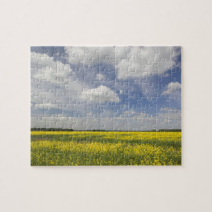 Litauen, Zentral-Litauen, Joniskis, Feld mit