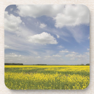 Litauen, Zentral-Litauen, Joniskis, Feld mit Getränkeuntersetzer