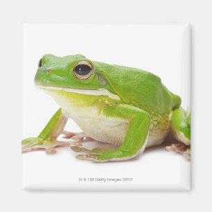 Litora Infrafrenata, Frosch Magnet