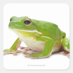 Litora Infrafrenata, Frosch Quadratischer Aufkleber