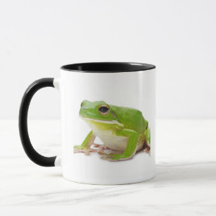 Litora Infrafrenata, Frosch Tasse