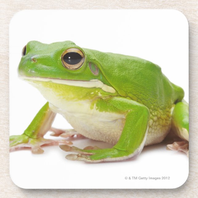 Litora Infrafrenata, Frosch Untersetzer (Vorderseite)