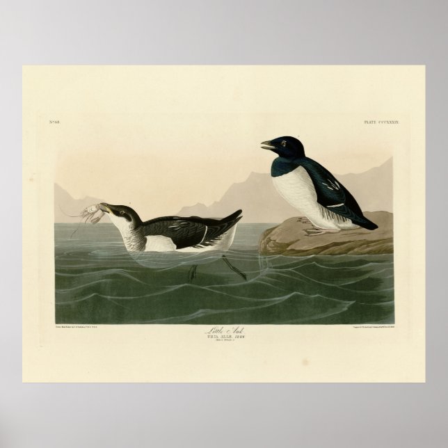 Little Auk (Dovekie) - Audubons Vögel von Amerika Poster (Vorne)