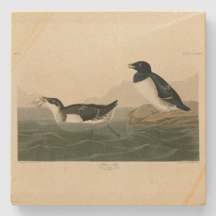 Little Auk (Dovekie) - Audubons Vögel von Amerika Steinuntersetzer