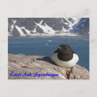 Little Auk Spitsbergen Postkarte