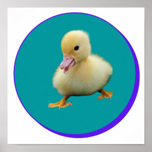 Little Baby Duck Poster