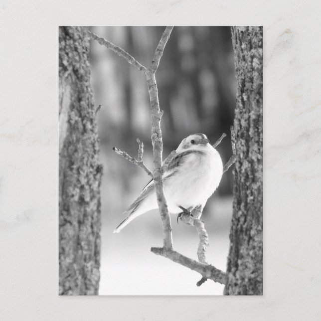 Little Bird Postkarte (Vorderseite)