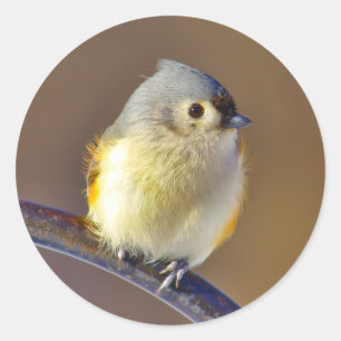Little Bird Runder Aufkleber