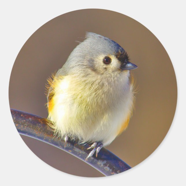 Little Bird Runder Aufkleber (Vorderseite)