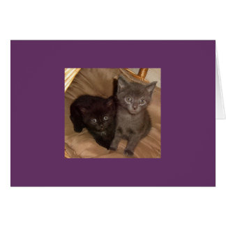 Little Black and Little Gray