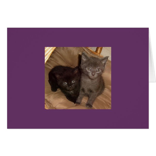 Little Black and Little Gray (Vorderseite (Horizontal))