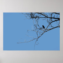 Little Black Bird Poster