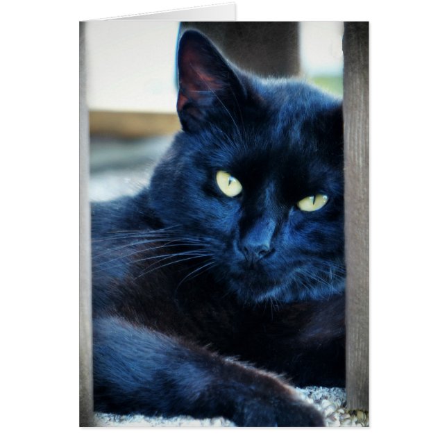 Little Black Kitty (Vorne)