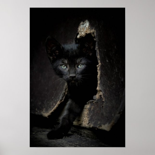 Little Black Kitty Poster (Vorne)