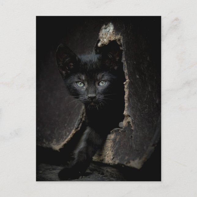 Little Black Kitty Postkarte (Vorderseite)