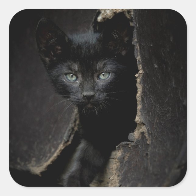 Little Black Kitty Quadratischer Aufkleber (Vorderseite)