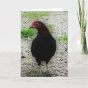 Little Black Rooster Karte
