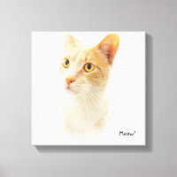 Little Blondie Cat Wondering