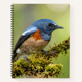 Little blue bird notizbuch