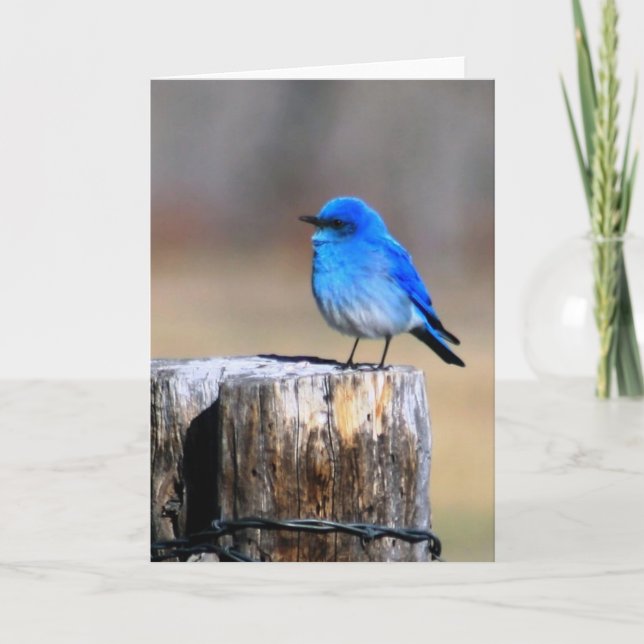 Little Blue Bird of Happiness Grußkarte Karte (Vorderseite)