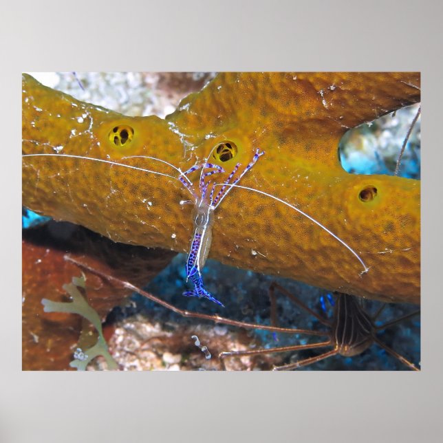 Little Blue Cleaner Shrimp Poster (Vorne)