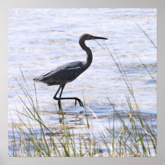 Little Blue Heron auf Canvas Print Poster