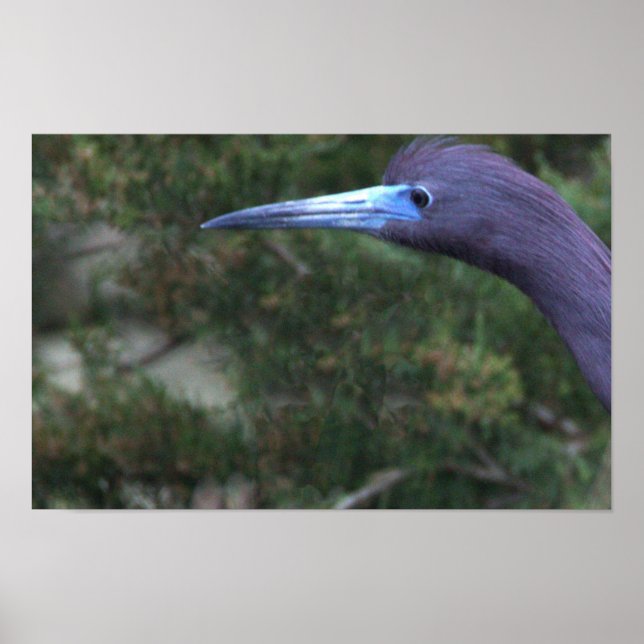Little Blue Heron Foto Poster (Vorne)