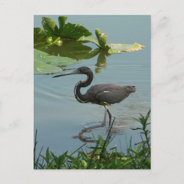 Little Blue Heron Postcard Postkarte (Vorderseite)