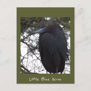 Little Blue Heron Postcard Postkarte