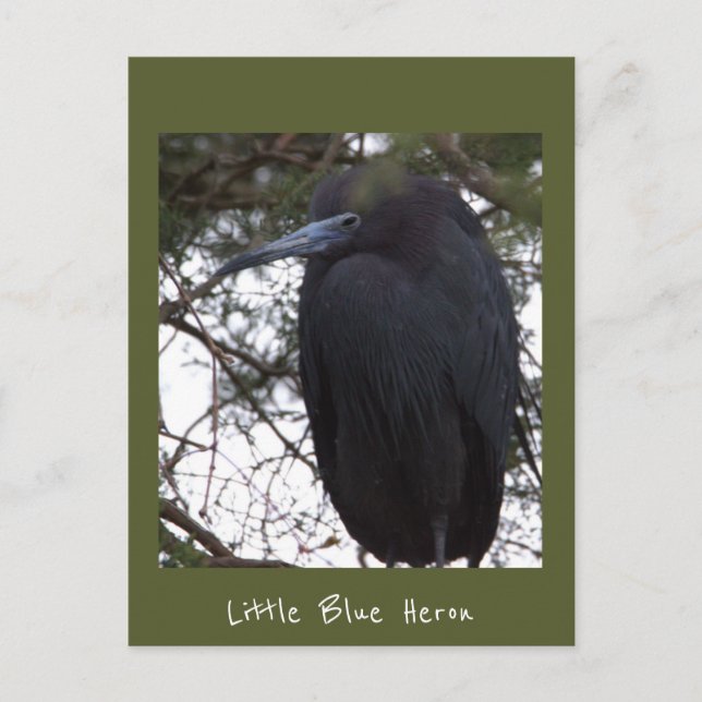 Little Blue Heron Postcard Postkarte (Vorderseite)
