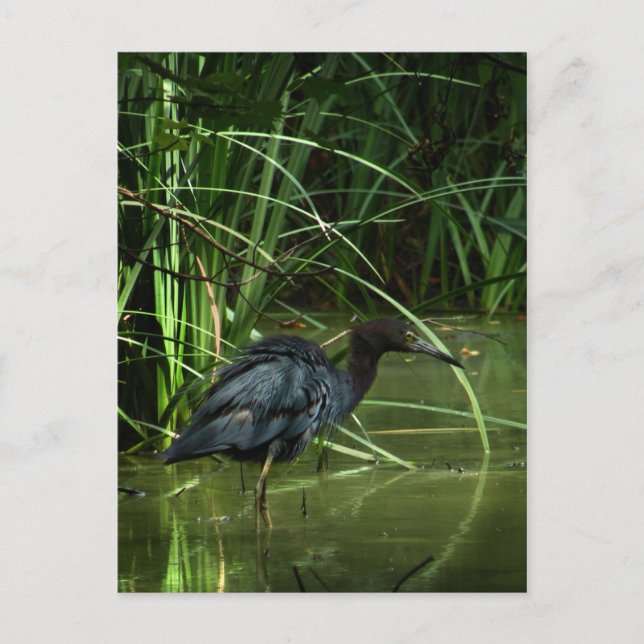 Little Blue Heron Postcard Postkarte (Vorderseite)