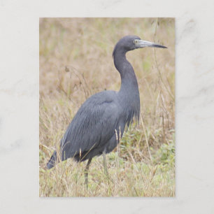Little Blue Heron Postcard Postkarte