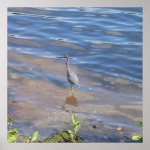 Little Blue Heron Poster