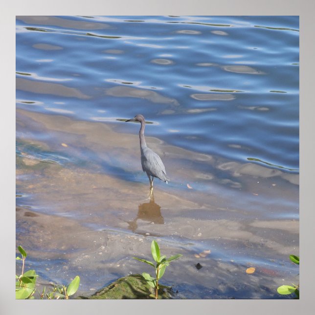 Little Blue Heron Poster (Vorne)