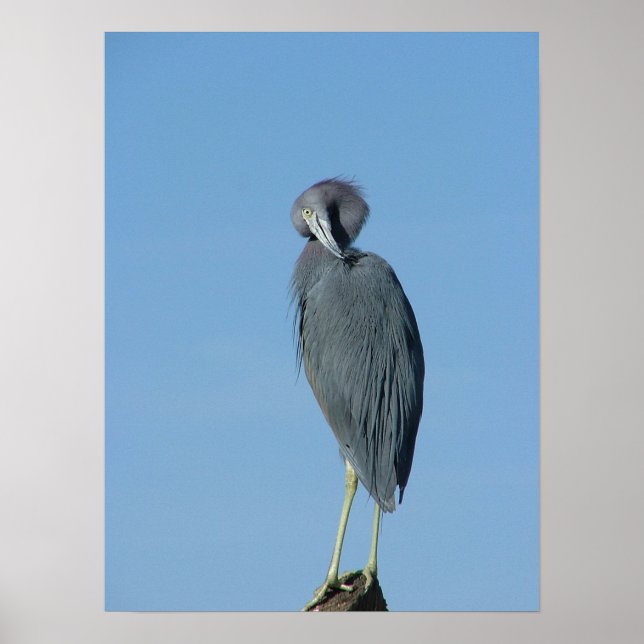 Little Blue Heron Poster (Vorne)
