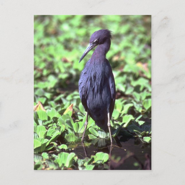 Little Blue Heron Postkarte (Vorderseite)
