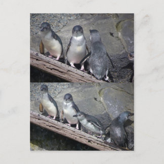 Little Blue Pinguine Postkarte