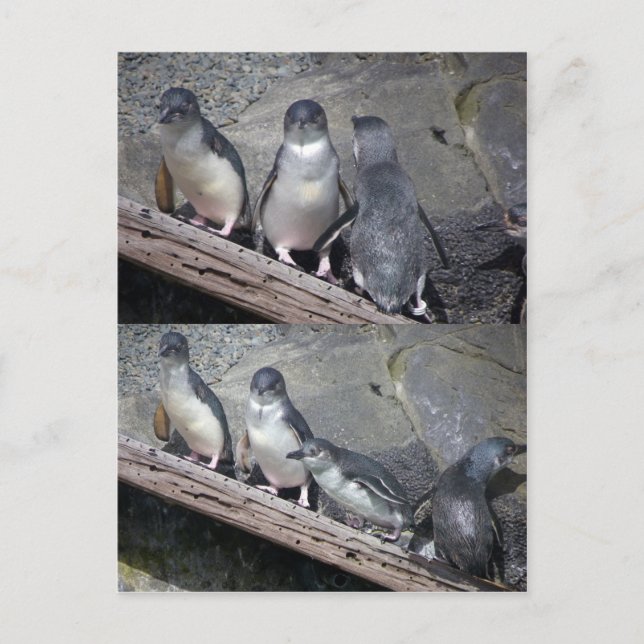 Little Blue Pinguine Postkarte (Vorderseite)