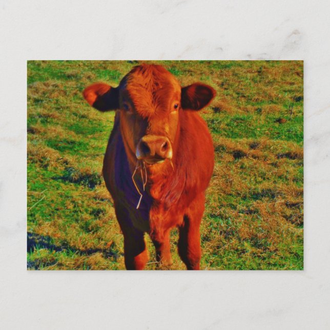 Little Brown Kuh Helle Grüngras Postkarte (Vorderseite)