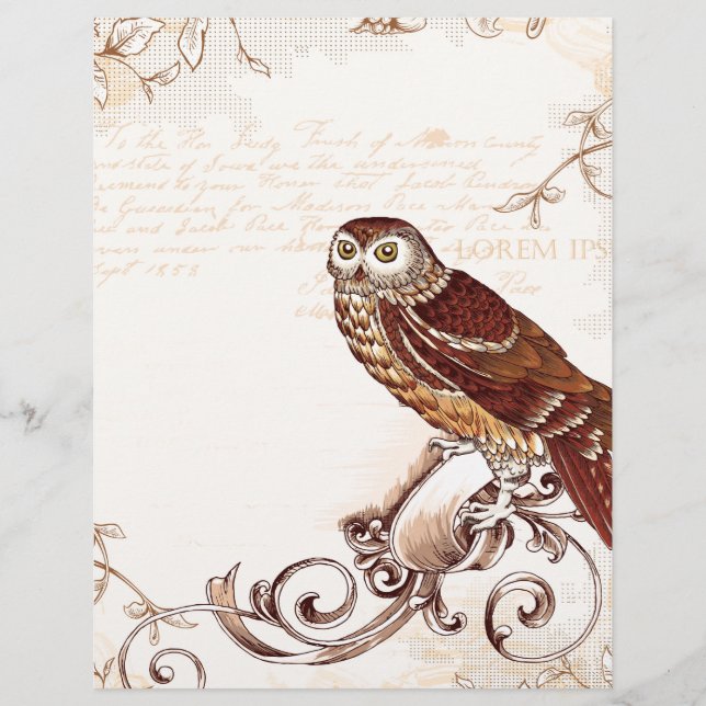 Little Brown Owl (Vorderseite)