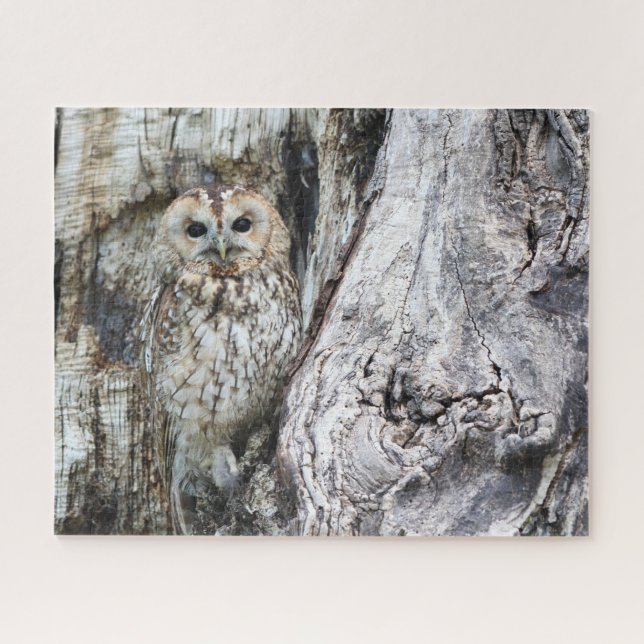 Little Camouflage Owl in Tree (Horizontal)
