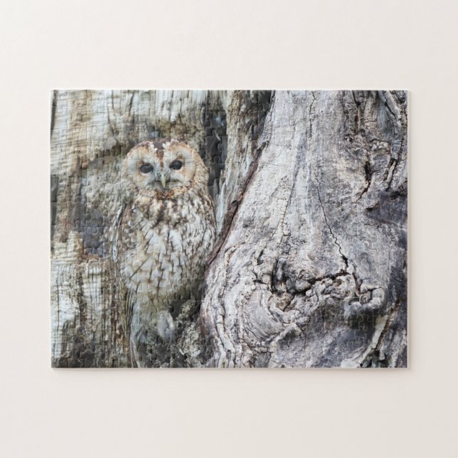 Little Camouflage Owl in Tree (Horizontal)