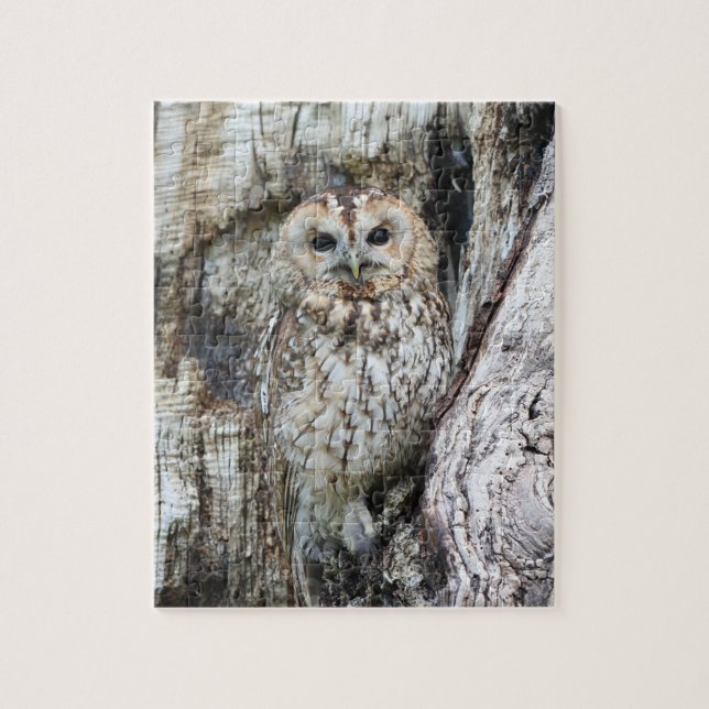 Little Camouflage Owl in Tree (Vertikal)