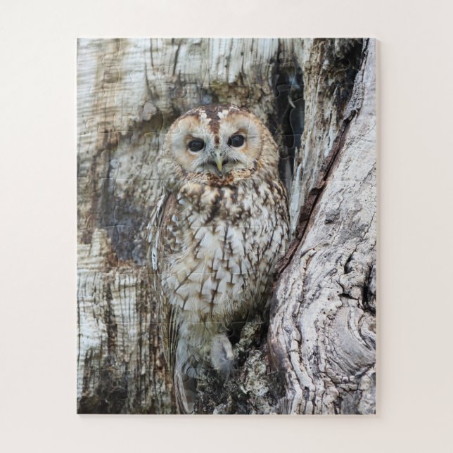 Little Camouflage Owl in Tree (Vertikal)