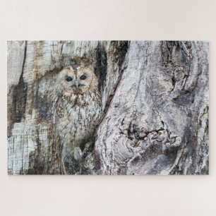 Little Camouflage Owl in Tree
