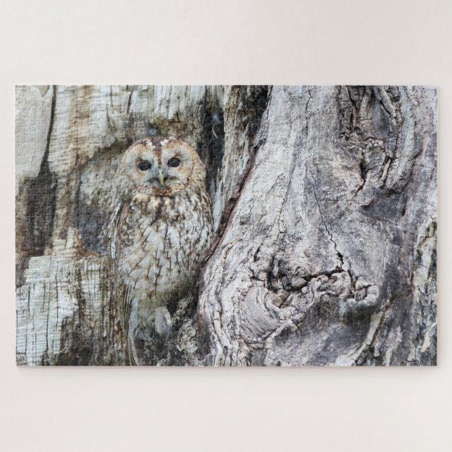 Little Camouflage Owl in Tree (Horizontal)