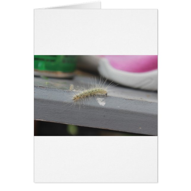 Little Caterpillar (Devant)