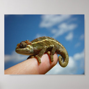 Little Chameleon Poster