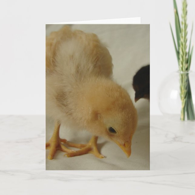 Little Chick jedes Anlasses Grußkarte Karte (Vorderseite)