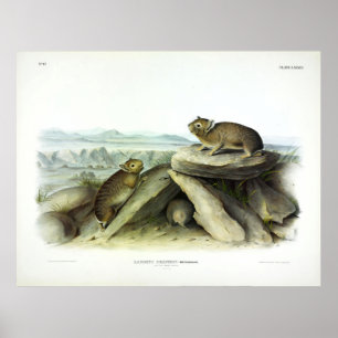 Little Chief Hare, American Pika Ochotona Prinzeps Poster